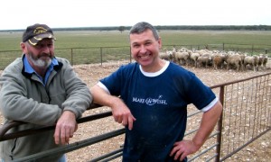 Budgie Schiller & Mark Steinborner check sheep ready for 'Shear Wishes'