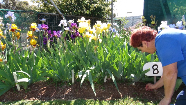 Open Garden – Tall Bearded Iris Weekend October Fundraiser