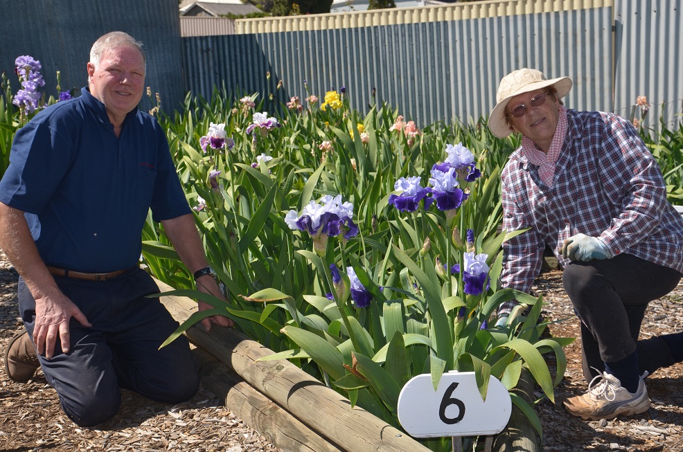 Ron & Betty Gray prepare one of the many Tall Bearded Iris beds ready for visitors.