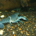 Common Yabby