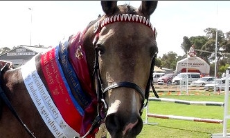 Eudunda Show Horses In Action - A Winner