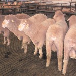 Narcoota Poll Merino Rams