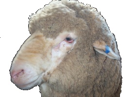 Narcoota Ram Sale 11th Sept.