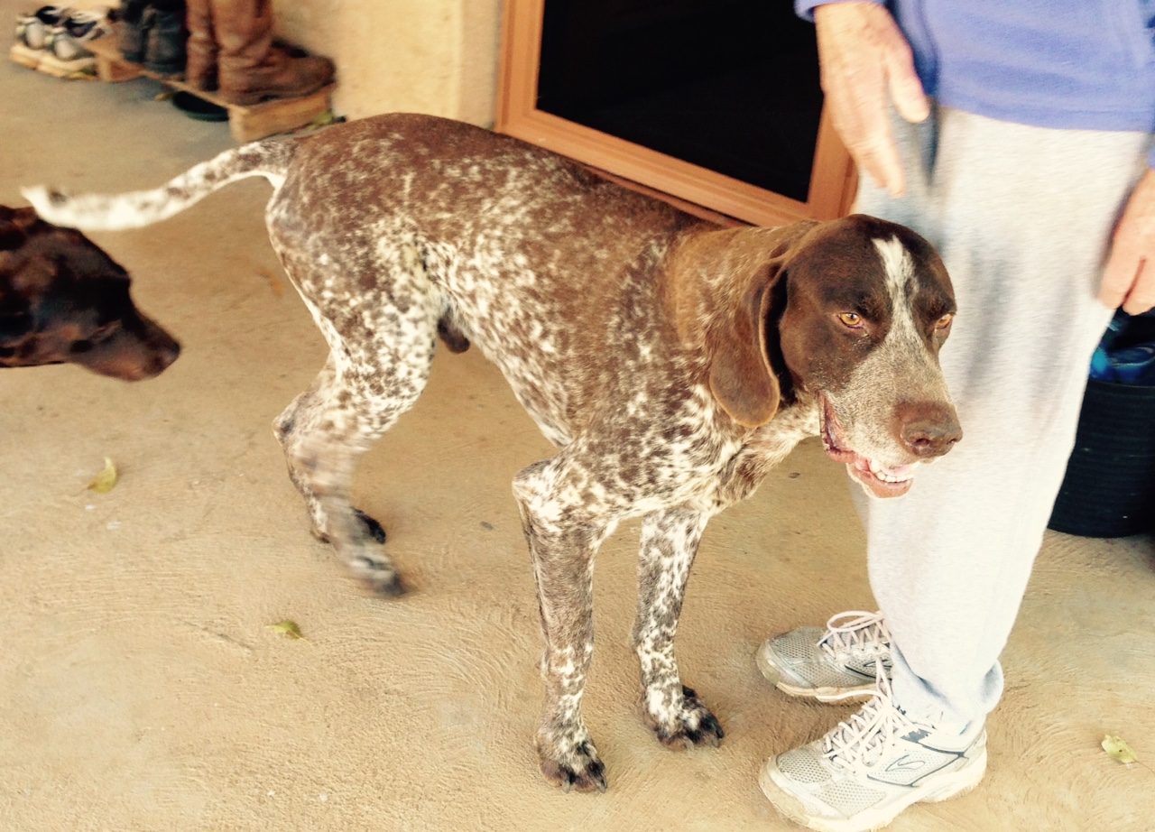 UPDATE – Owner Found for German Shorthair Dog