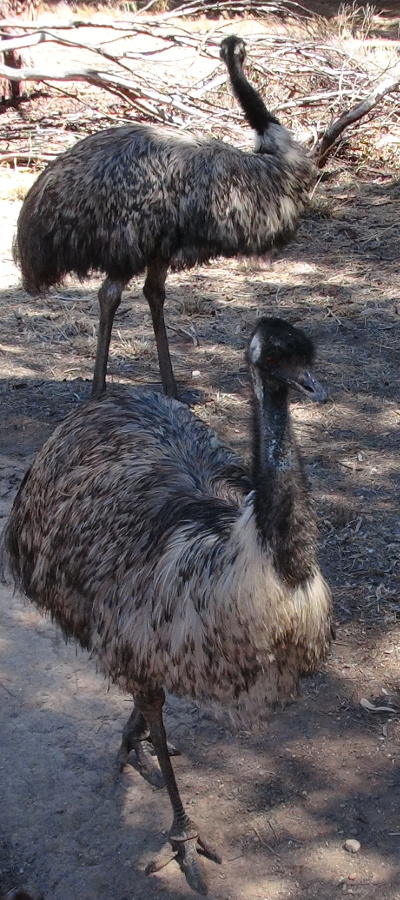 2 Emus at Eudunda Fauna Park